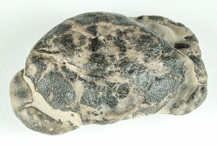 Fossil Crab (Zanthopsis) - Eocene, London Clay #206732